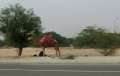 0385_Camel