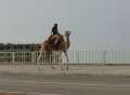 0388_Camel