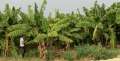 0411_Banana_plantation