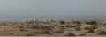 0432_Camels