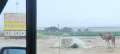 0444_Camel