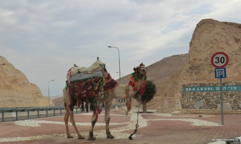 0725_Sea_camel