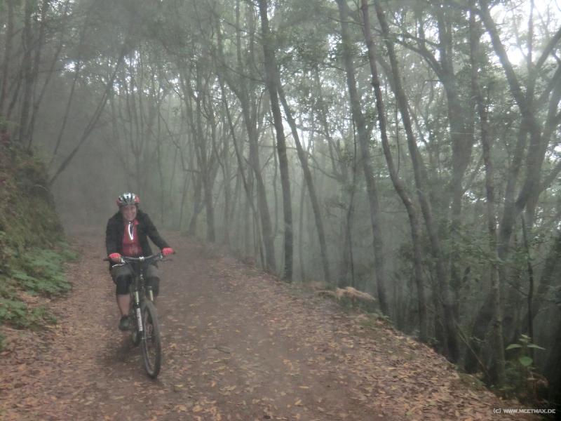0108_Fog_forest
