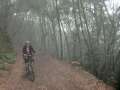 0108_Fog_forest