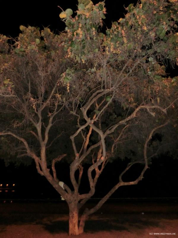 0204_Tree