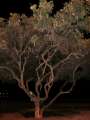 0204_Tree