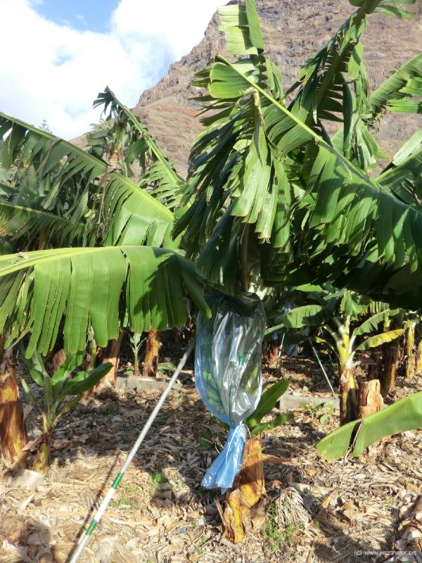 0376_Bananas_in_plastic