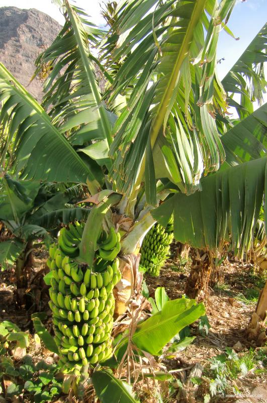 0381c_Banana