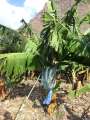 0376_Bananas_in_plastic