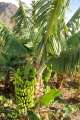 0381c_Banana
