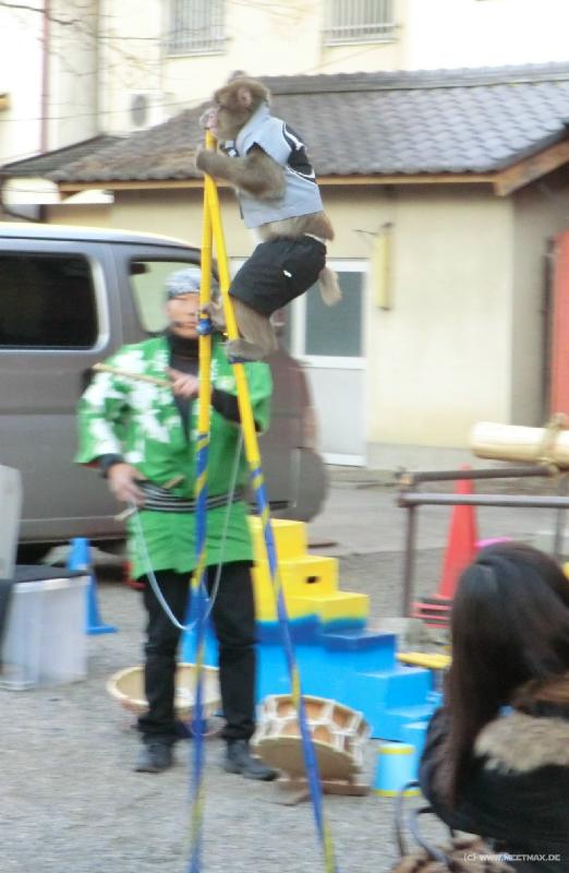 0241_Monkey