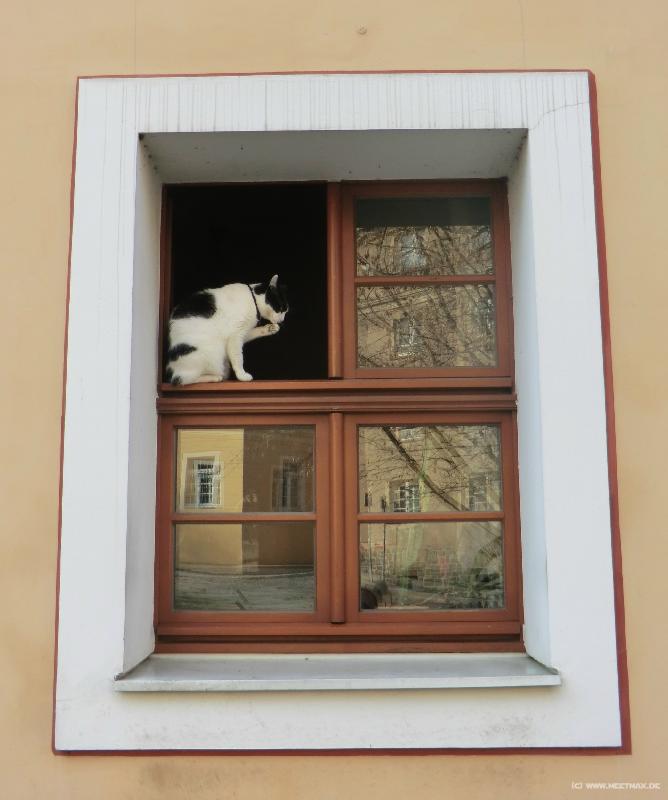 0638_Katze