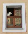 0638_Katze