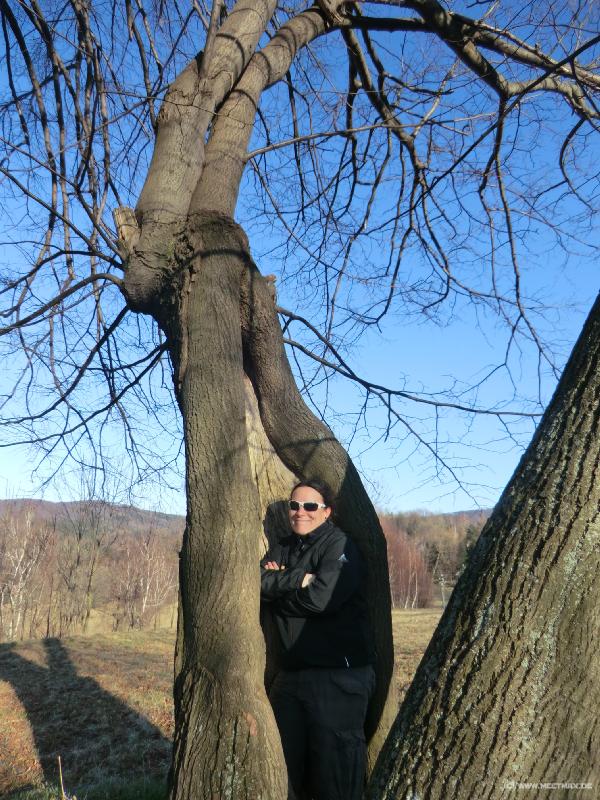 0757_Cat_im_Baum