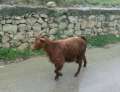 0959_Goat