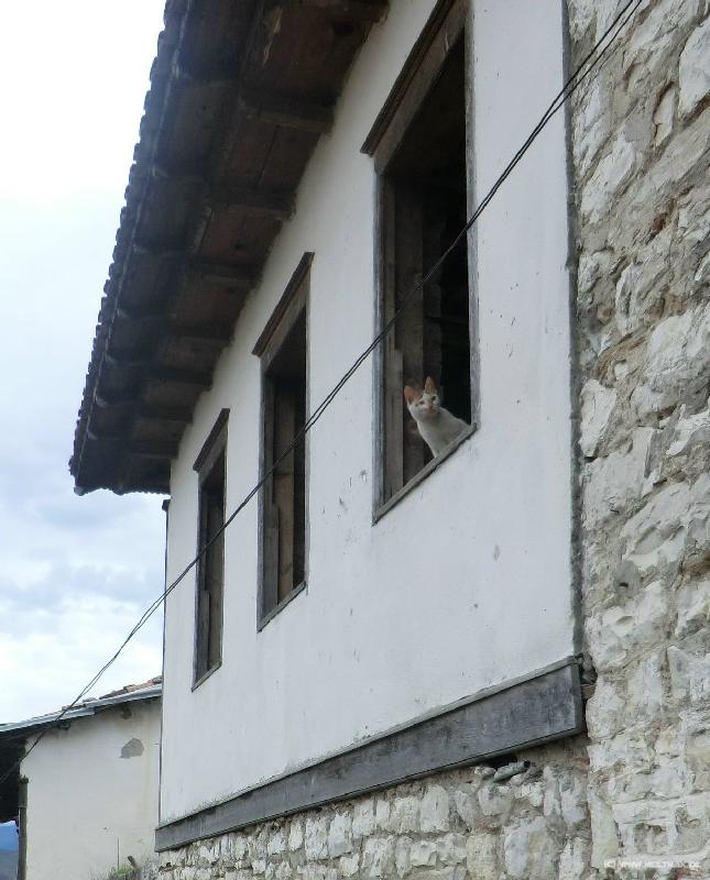 1103_Cat_lookout