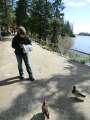 0100_Cats_Enten