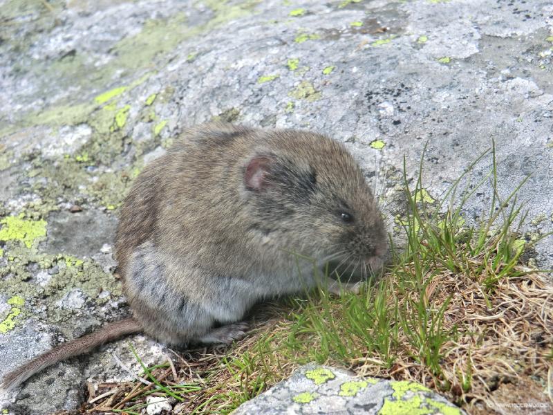 0416_Tatra_mouse