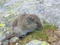 0416_Tatra_mouse