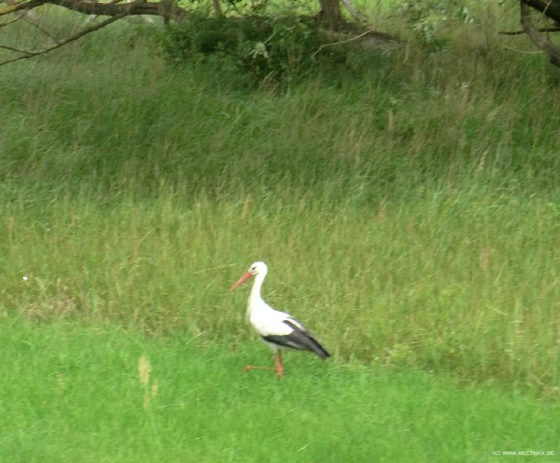 0060_Storch