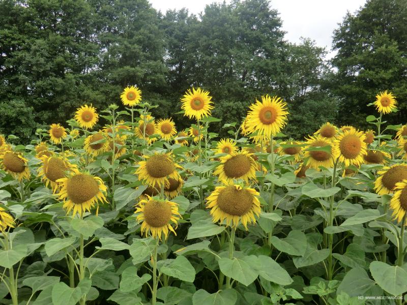 0070_Sonnenblumen