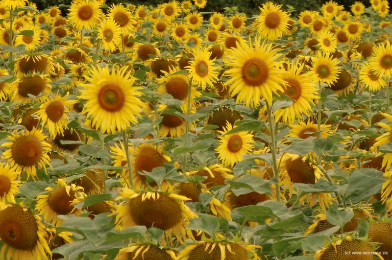 0071a_Sonnenblumen
