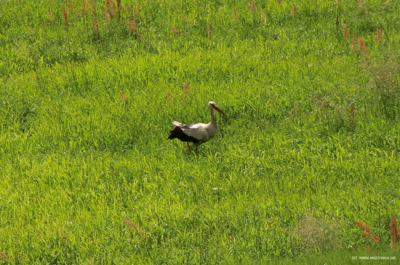 0091_Storch