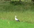 0060_Storch