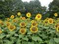 0070_Sonnenblumen