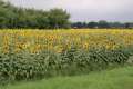 0071_Sonnenblumen