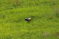 0091_Storch