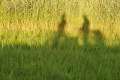 0146a_Shadows