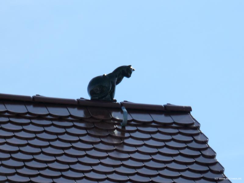0042_Katze_auf_dem_Dach