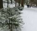0022_Weihnachtsb�ume