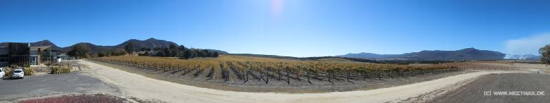 0164_Langi_Ghiran_vineyard