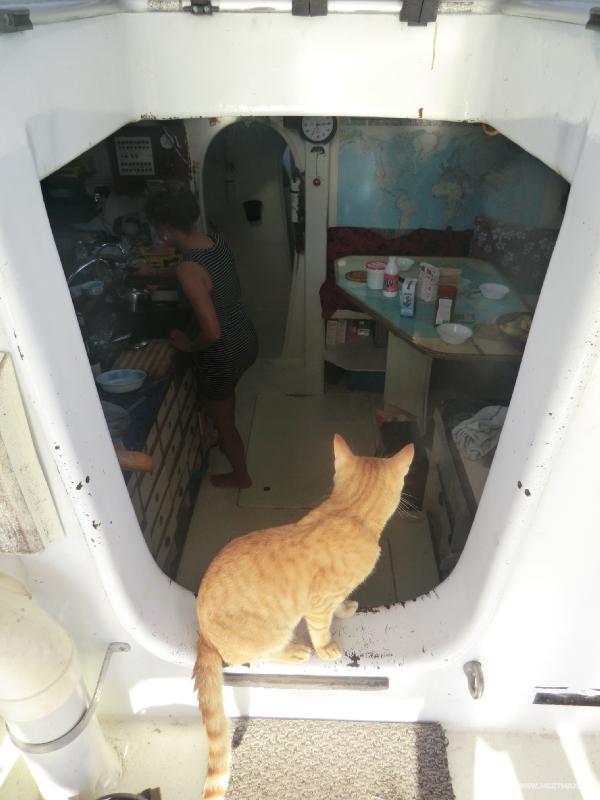 1059_Cat
