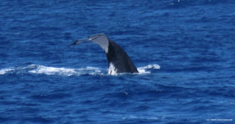 1120_Whale