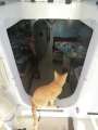 1059_Cat