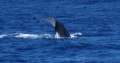 1120_Whale