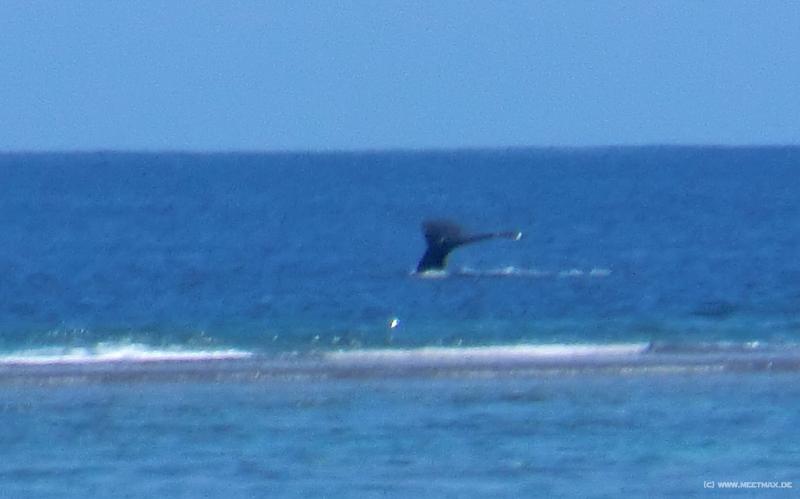 0028_Whale