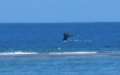 0028_Whale