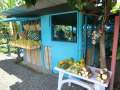 0038_Banana_shop