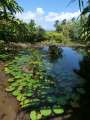0061_Vaipehi_Jardin