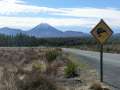 0897_Kiwi
