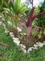 1150_Shells