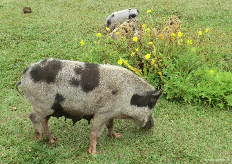 1193_Pigs