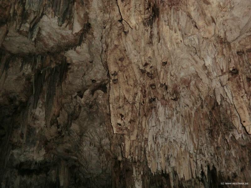 1319_Bats