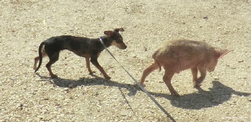 0056_Peanut_Piglet