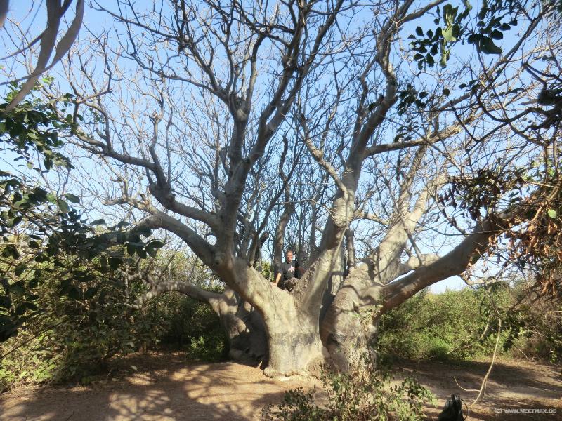 0242_Bijilo_Forest