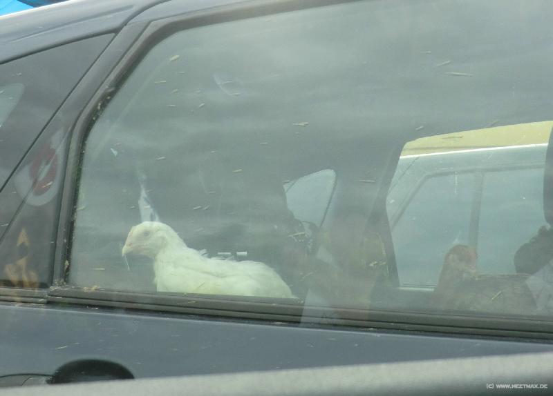 0288_Chicken